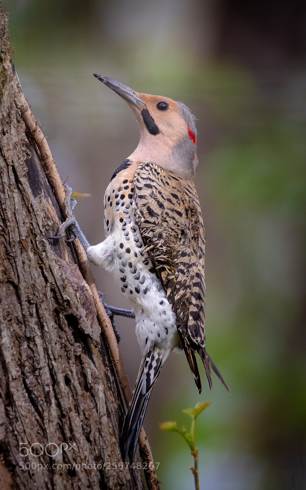 Canon EOS 7D Mark II sample photo. Colaptes auratus photography