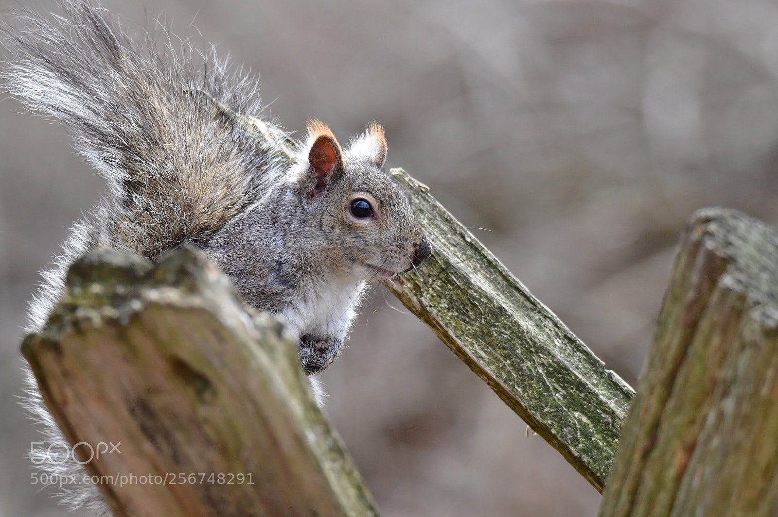 Nikon D5 sample photo. Squirrel photography