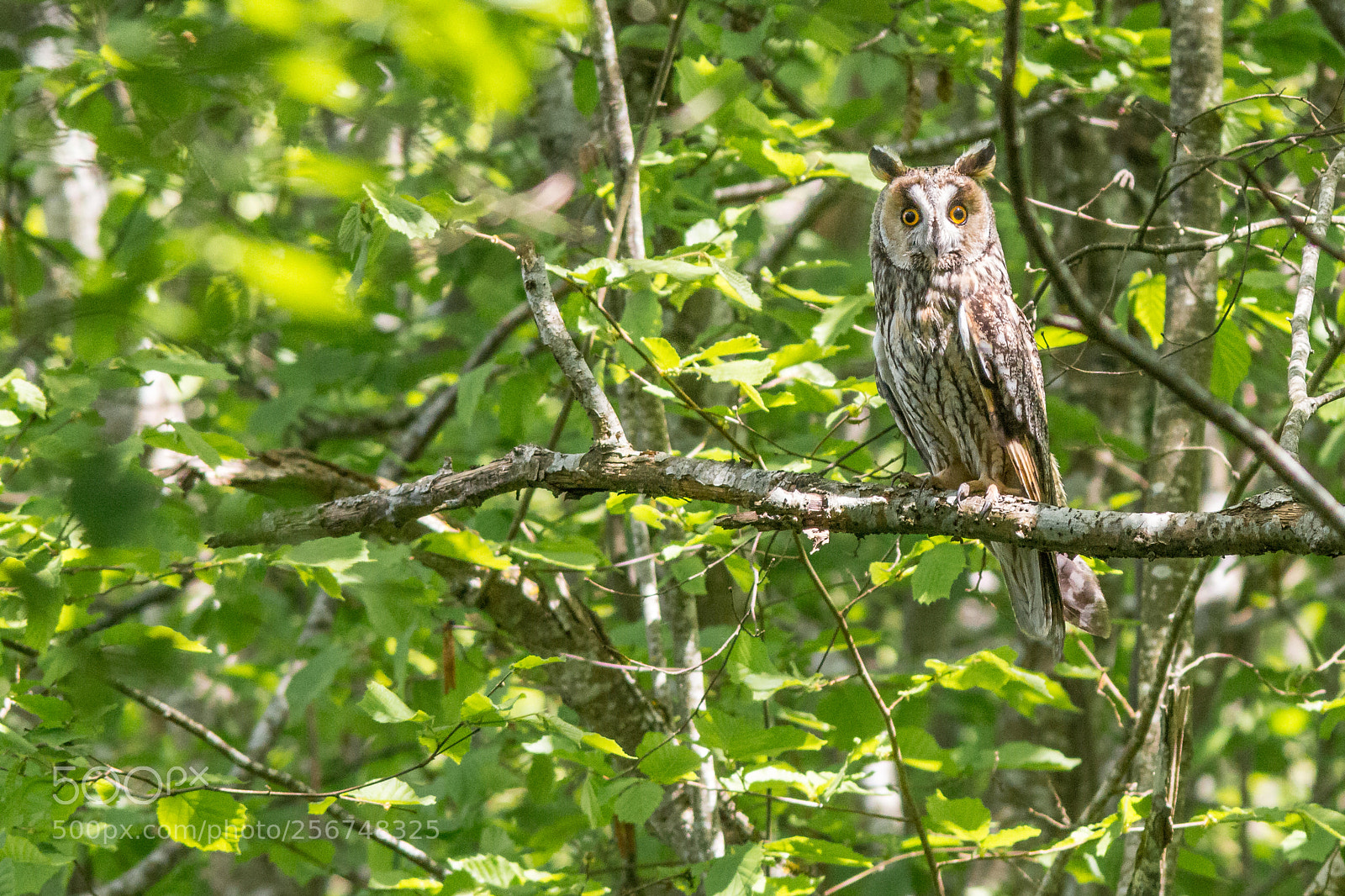 Canon EOS 70D sample photo. Hibou moyen-duc photography