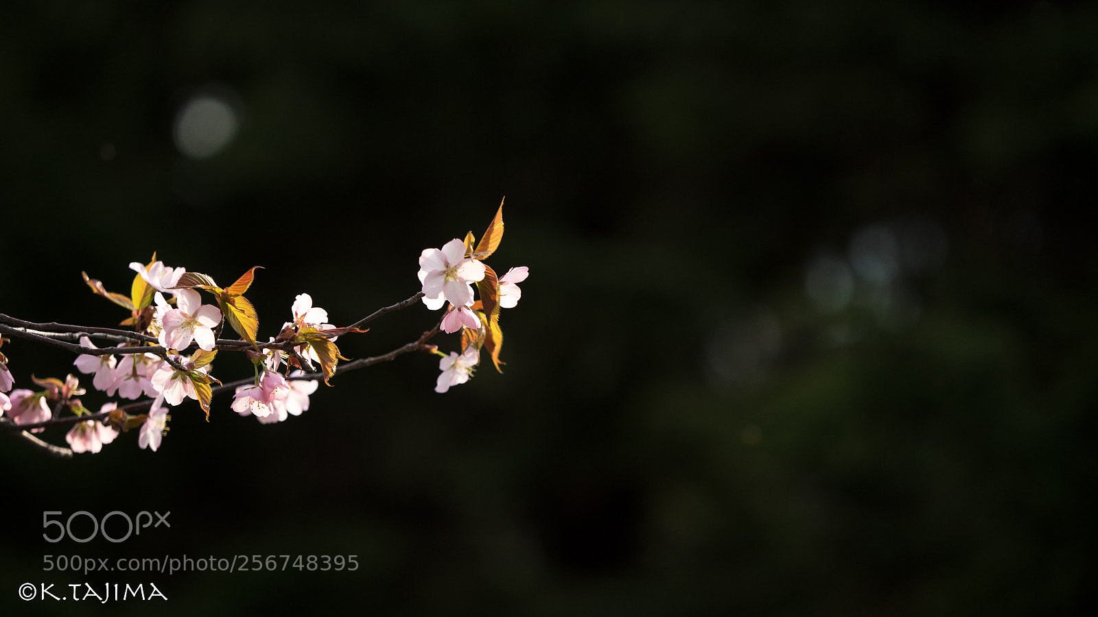 Olympus OM-D E-M1 sample photo. Sakura light. photography