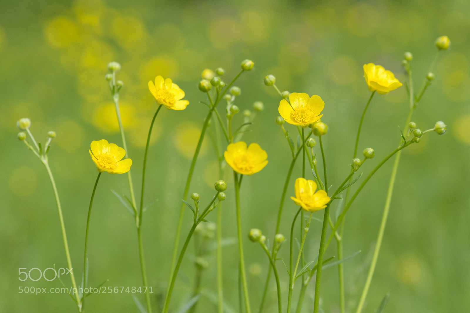 Nikon D7100 sample photo. Maedow with buttercups photography
