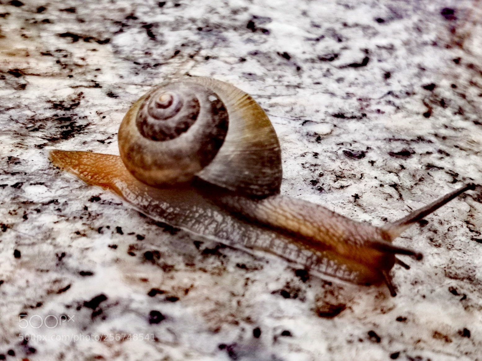 HUAWEI Honor 10 sample photo. Snail photography