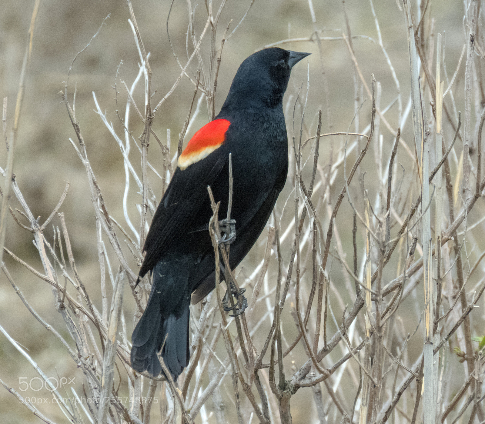 Canon PowerShot SX60 HS sample photo. Red winged blackbird photography