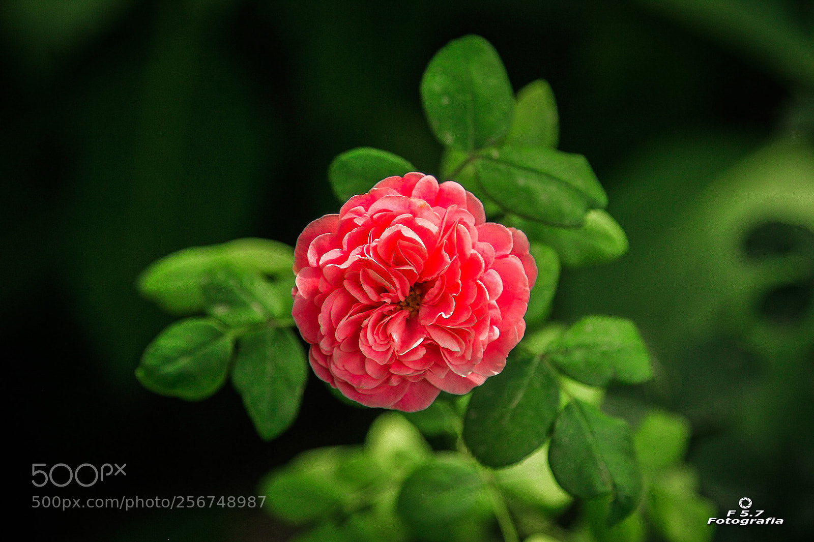 Canon EOS 7D sample photo. Flores de alhambra 4 photography