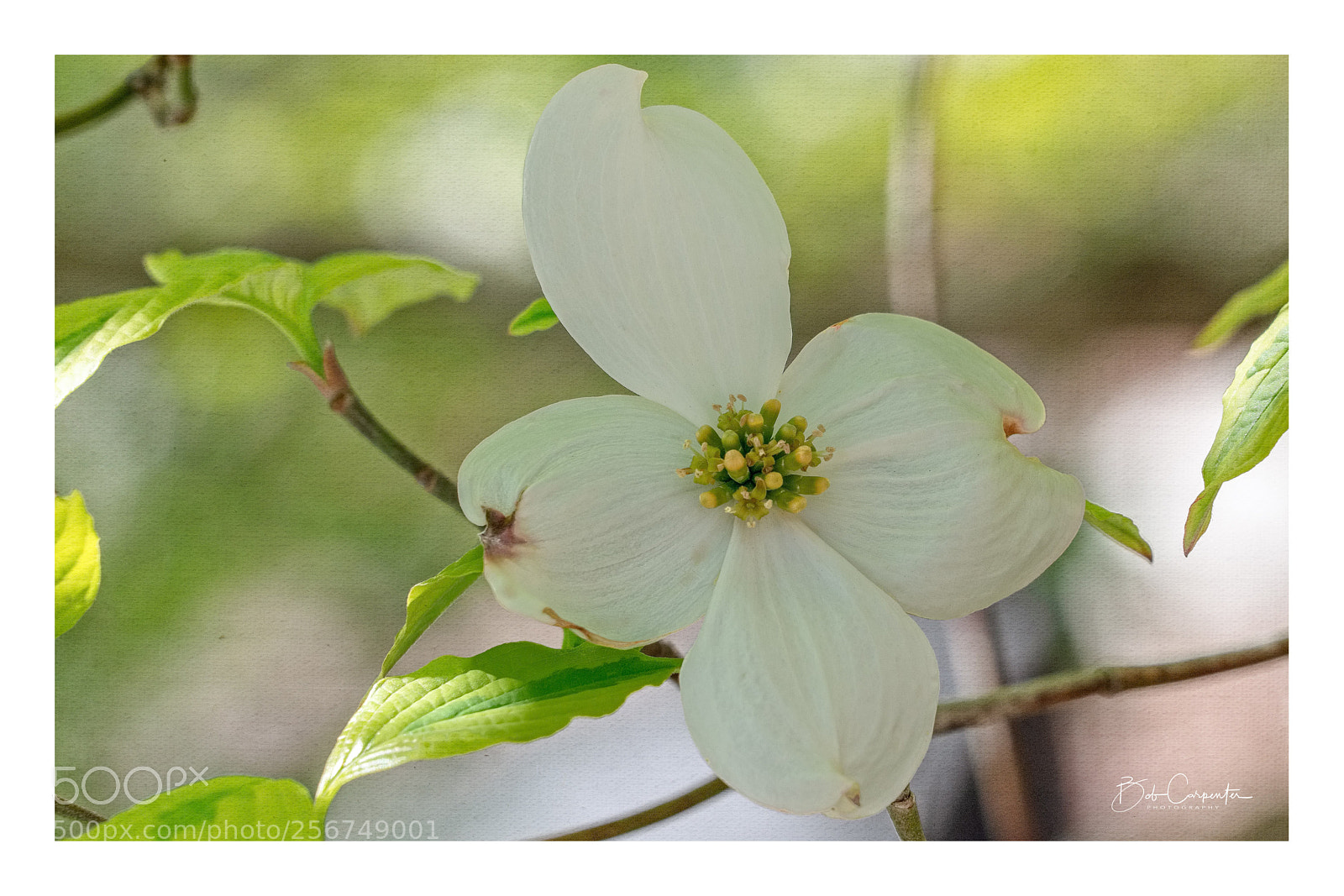 Sony a7R II sample photo. White dogwood bloom photography