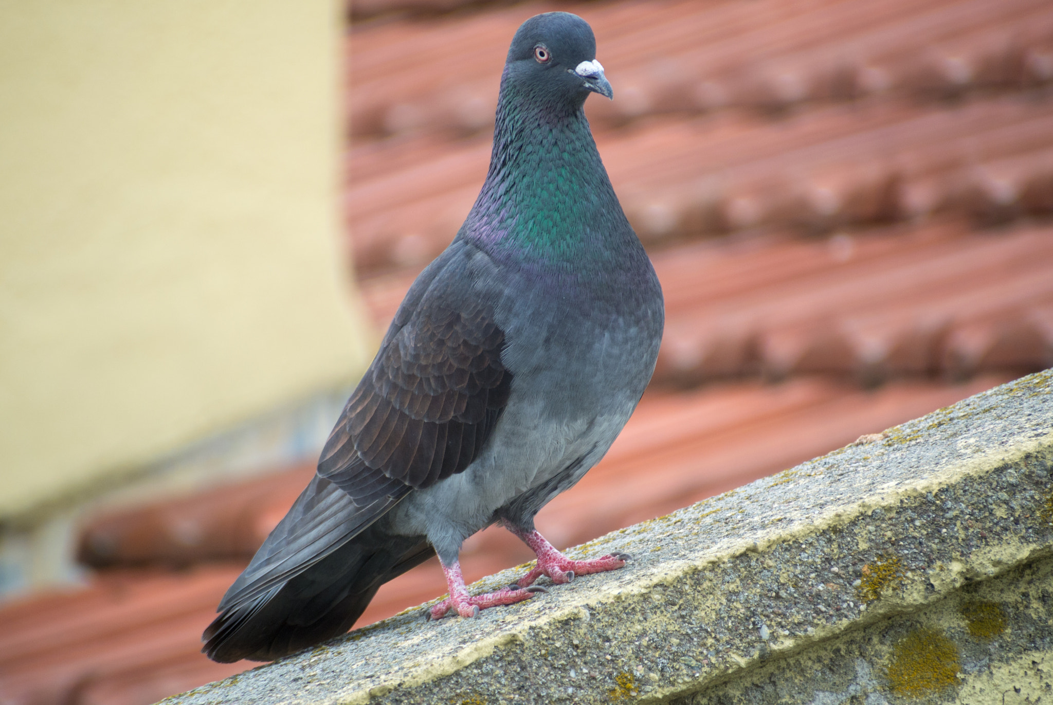 Nikon 1 J1 sample photo. Same roof different pigeon photography