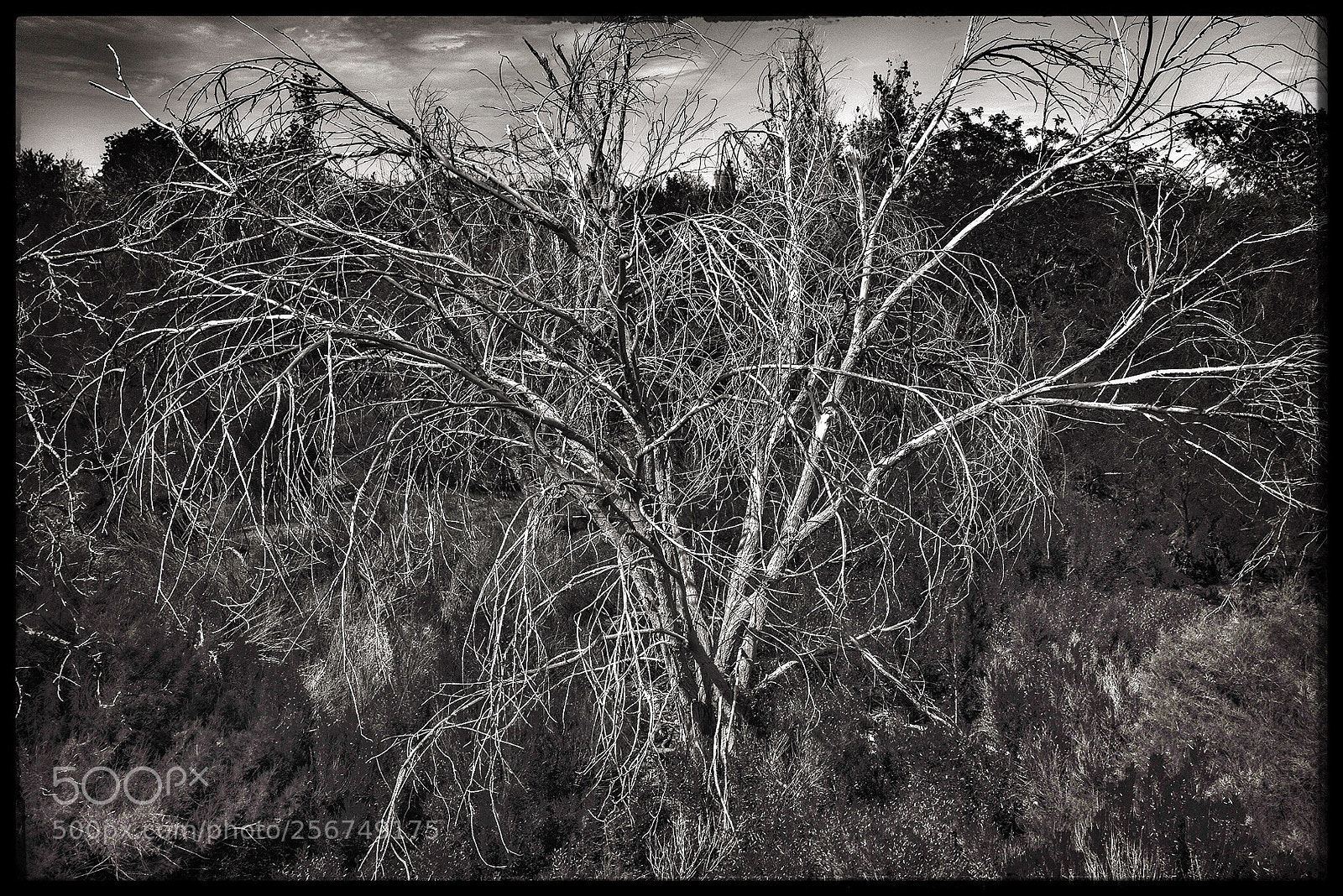 Pentax K-1 sample photo. Banshee tree photography