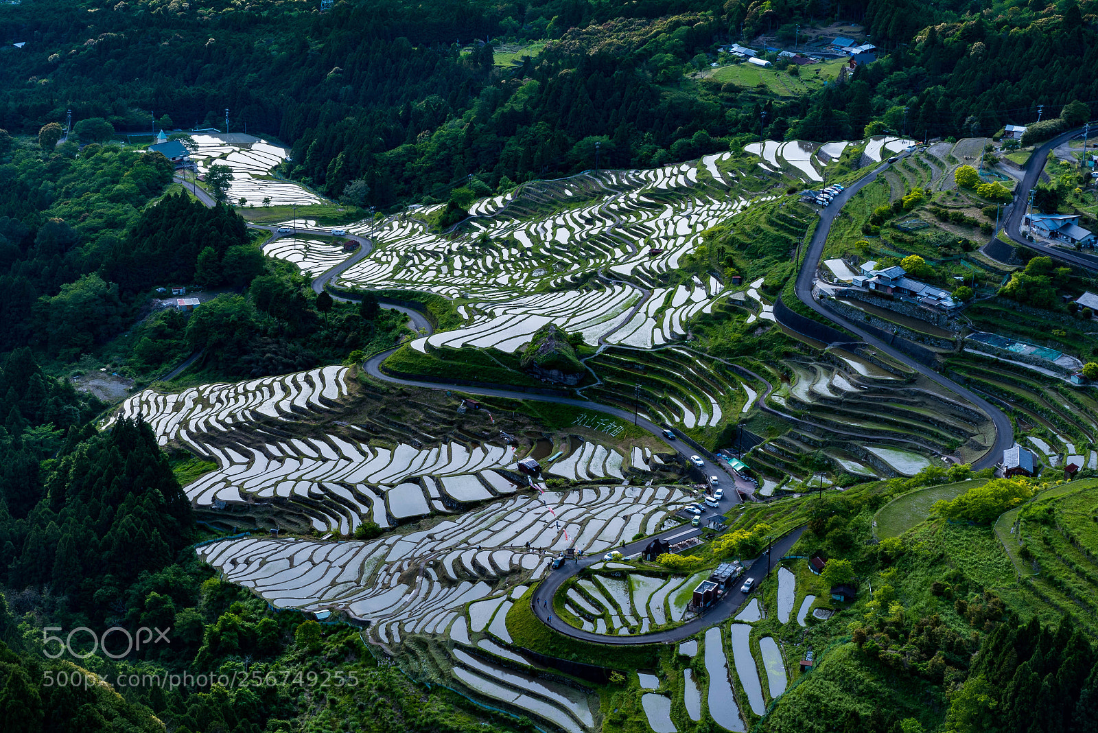 Nikon D750 sample photo. Rice field photography