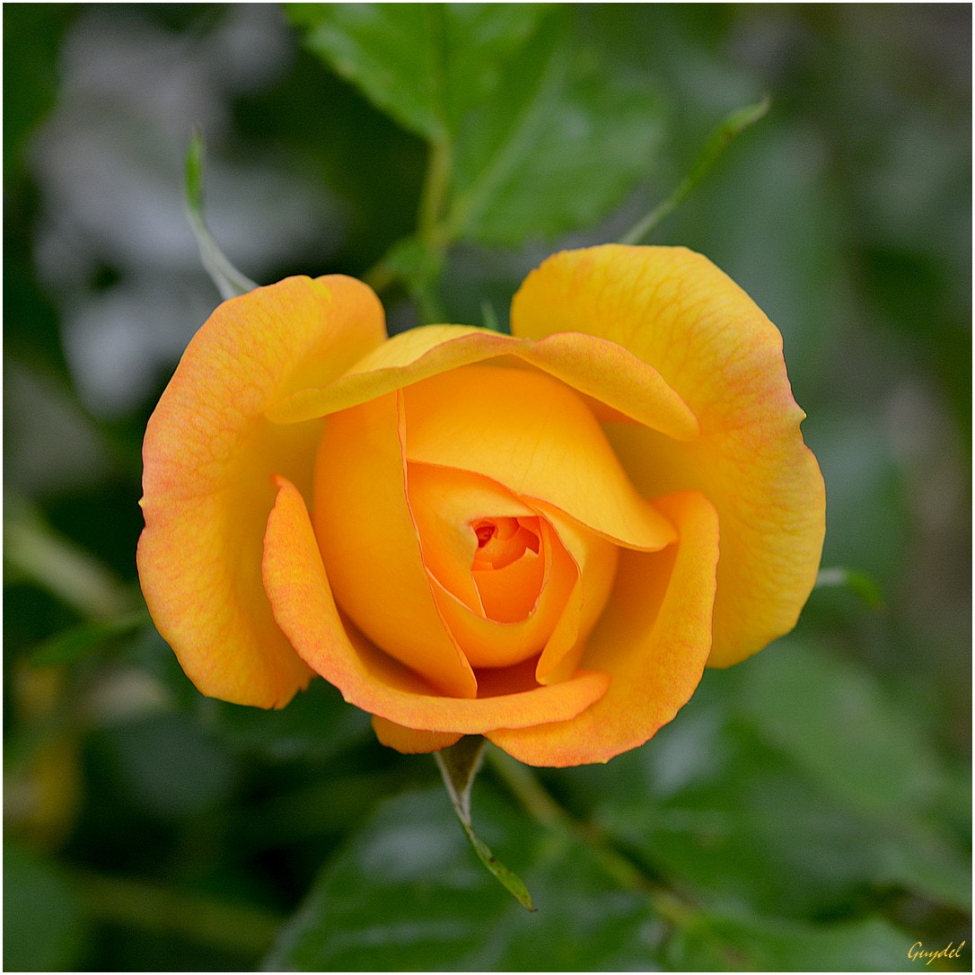 Nikon D5200 sample photo. C'est beau la jeunesse ! photography