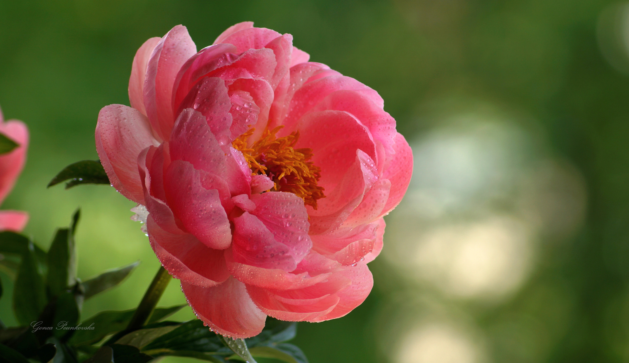 Sony ILCA-77M2 sample photo. Peony photography