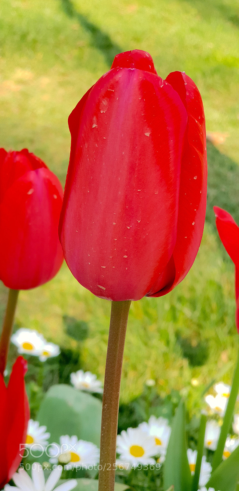 Samsung Galaxy S9+ sample photo. 20180323_173258.jpg photography