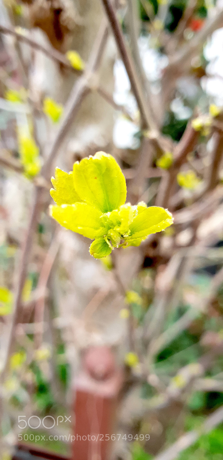 Samsung Galaxy S9+ sample photo. 20180324_170836.jpg photography