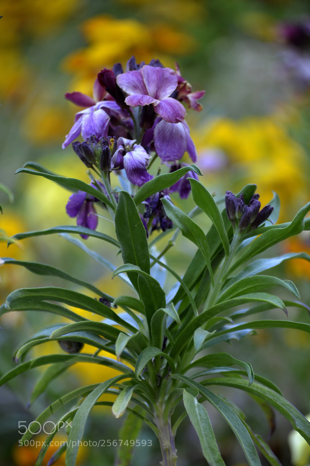 Nikon D3100 sample photo. Untitled photography