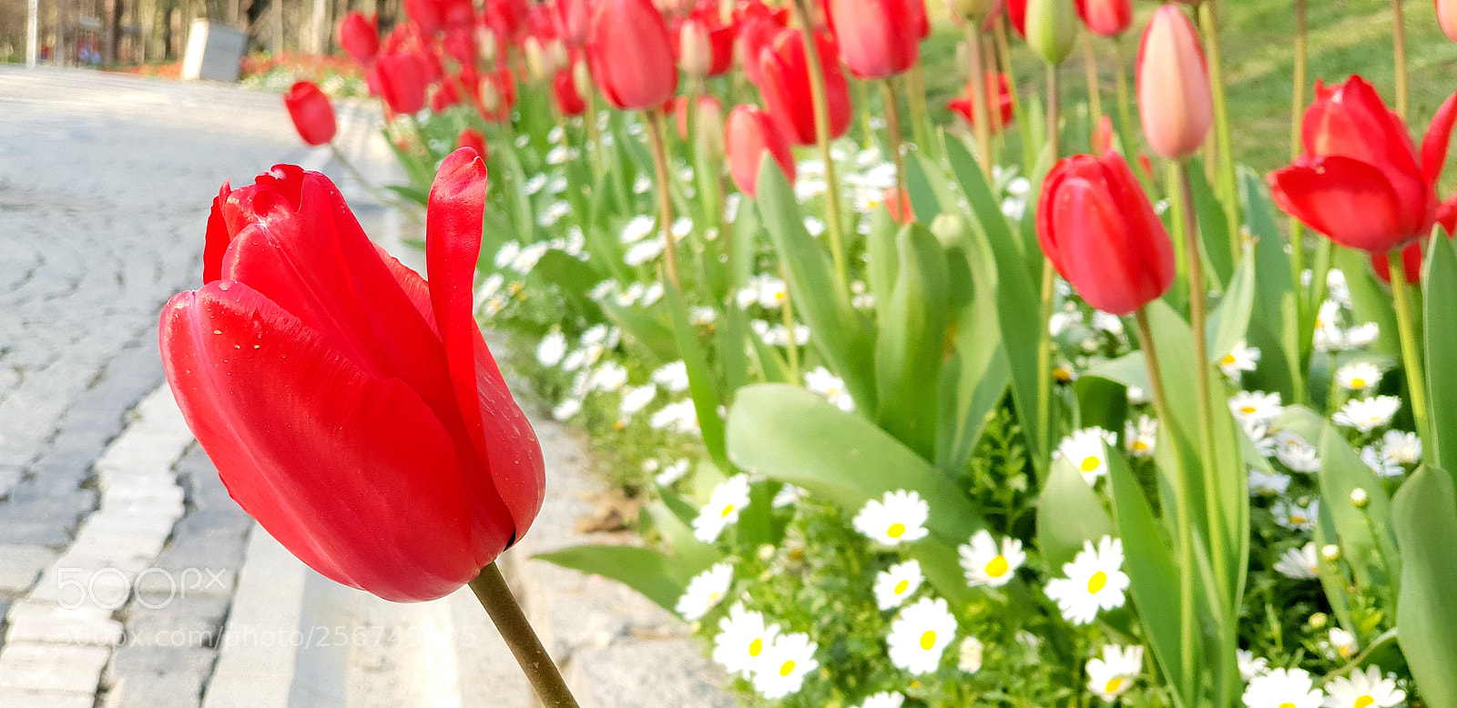 Samsung Galaxy S9+ sample photo. 20180323_173321.jpg photography