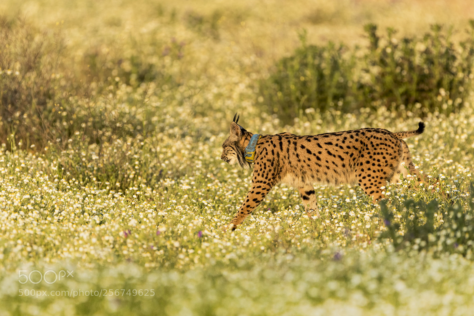 Canon EOS 7D Mark II sample photo. 20180504 doñana - 051 photography