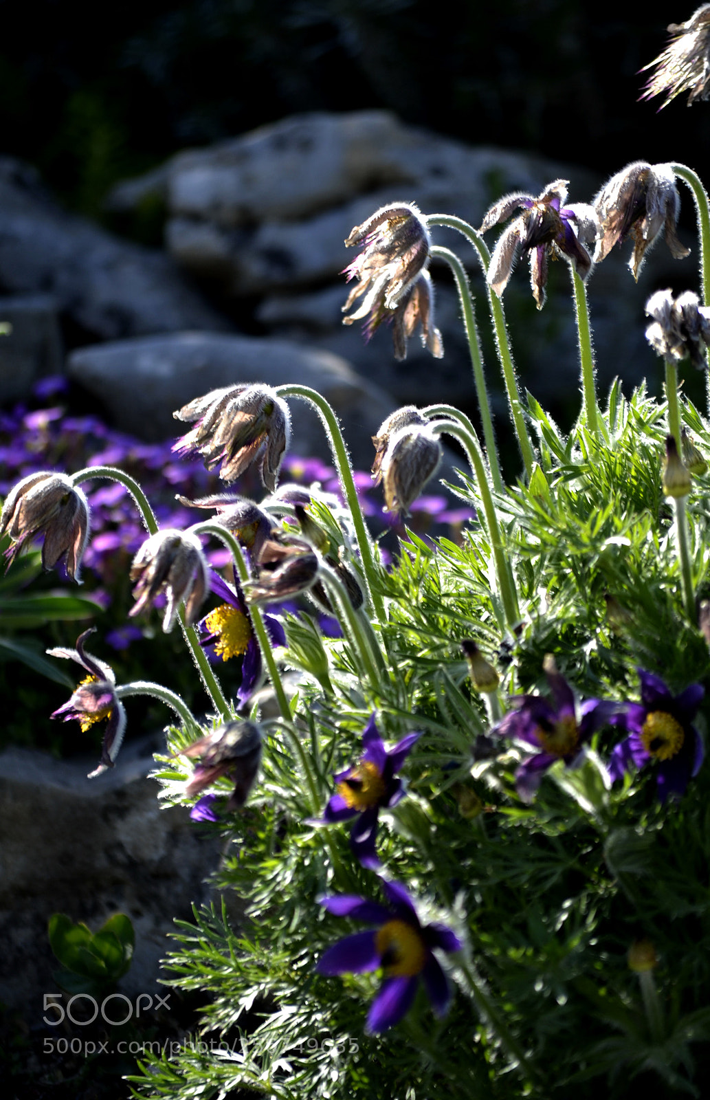Nikon D3100 sample photo. Pulsatilla vulgaris photography