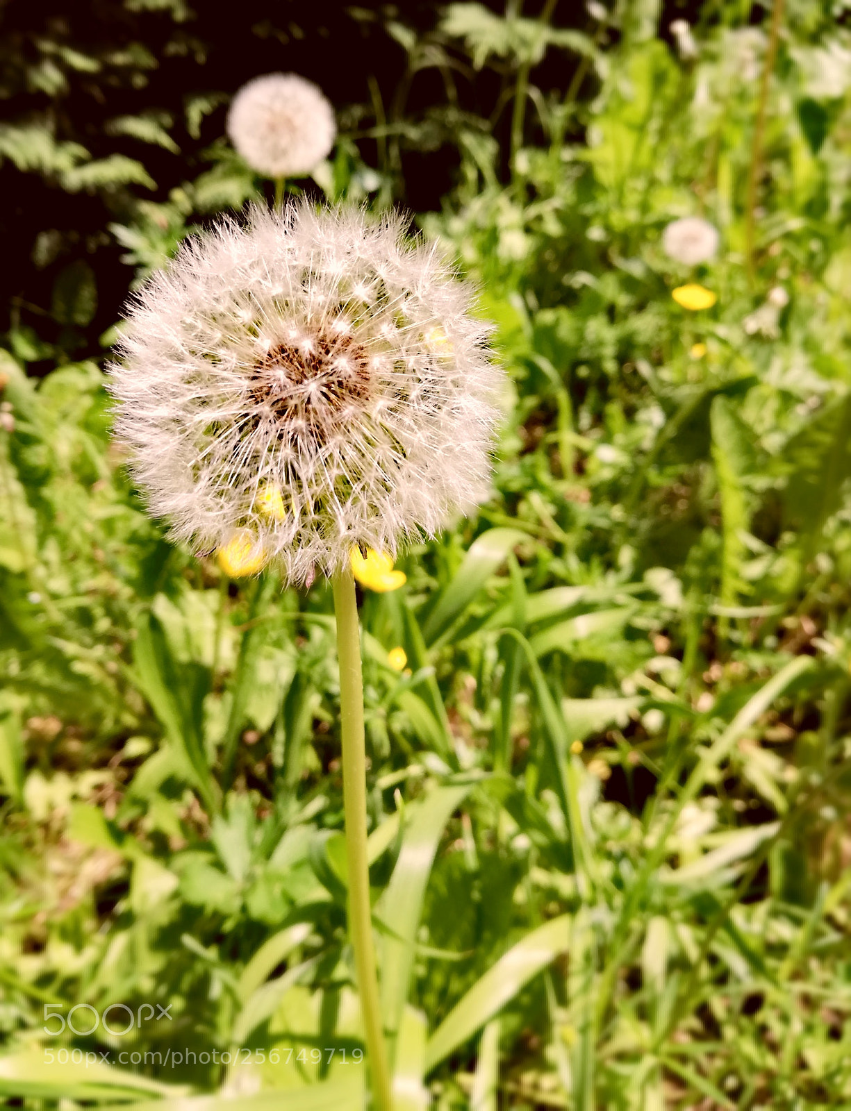 HUAWEI P20 lite sample photo. Springtime photography