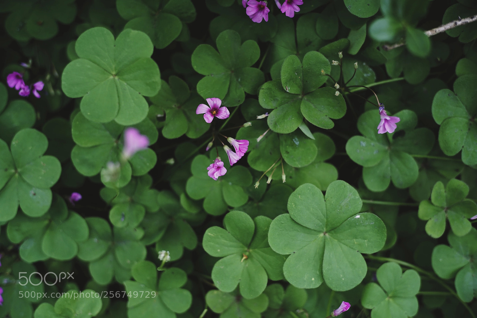 Sony a7R II sample photo. Oxalis photography