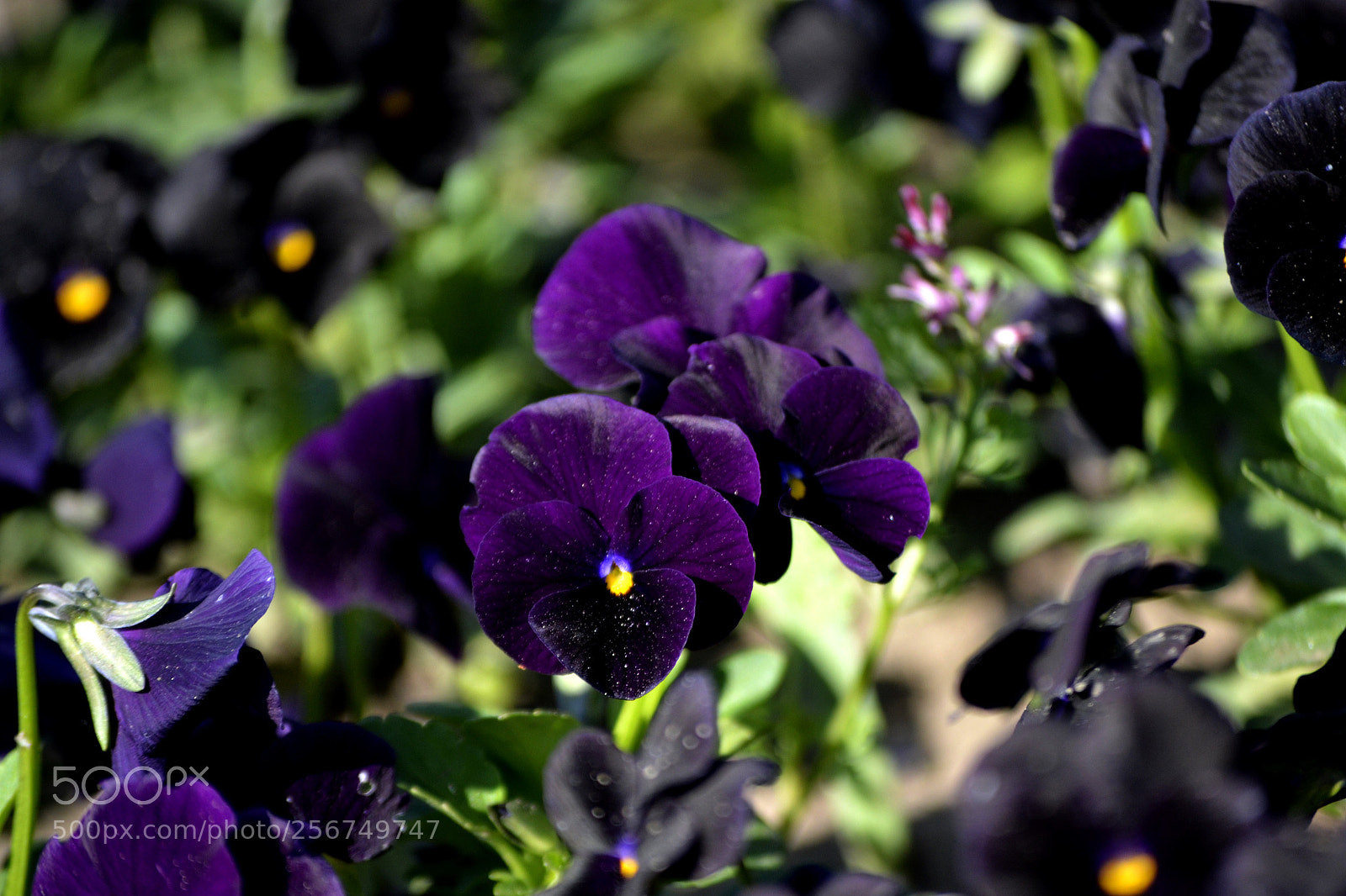 Nikon D3100 sample photo. Viola cornuta photography