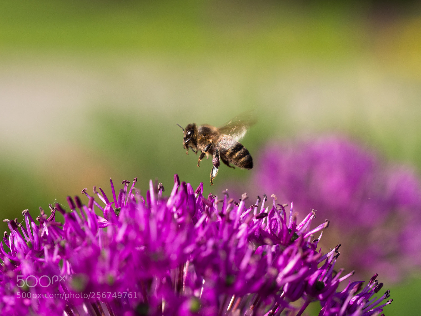 Olympus OM-D E-M10 II sample photo. Honeybee photography