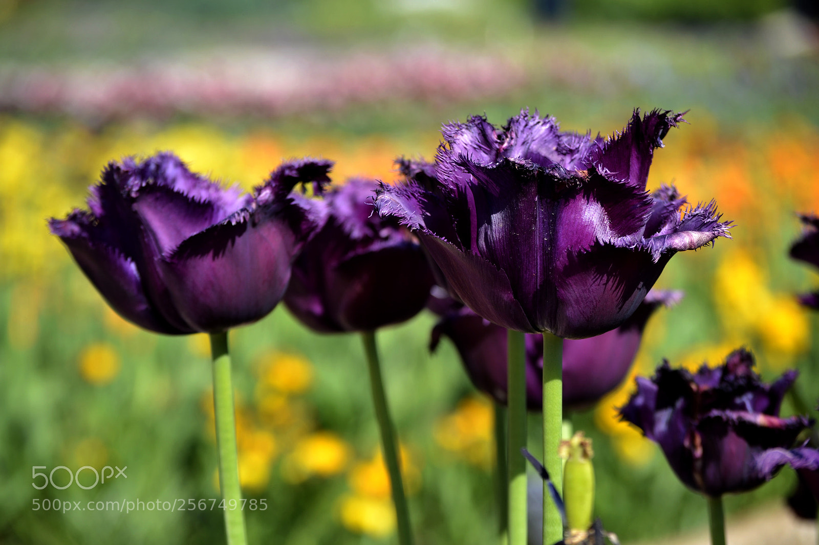 Nikon D3100 sample photo. Tulipa 'gorilla' photography