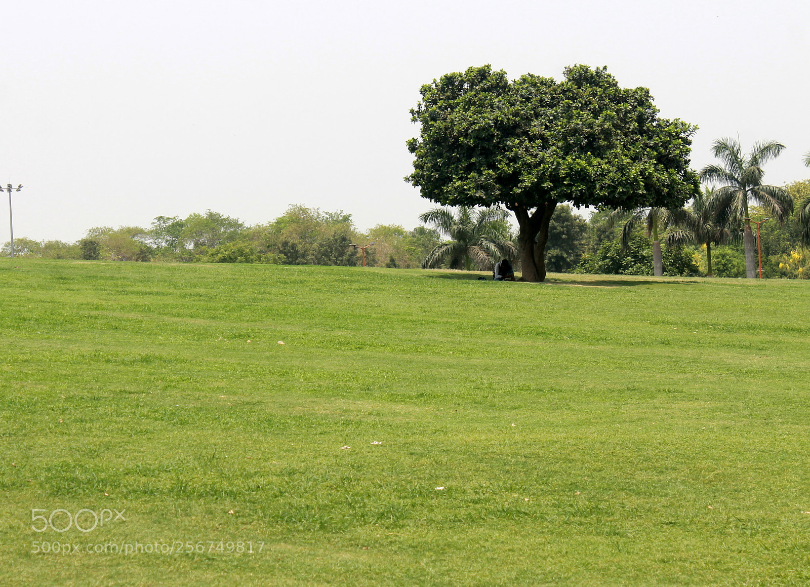 Canon EOS 1100D (EOS Rebel T3 / EOS Kiss X50) sample photo. The tree photography