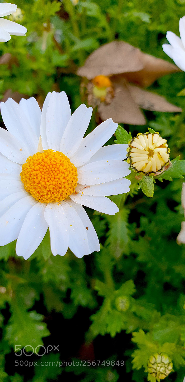 Samsung Galaxy S9+ sample photo. 20180323_173735.jpg photography