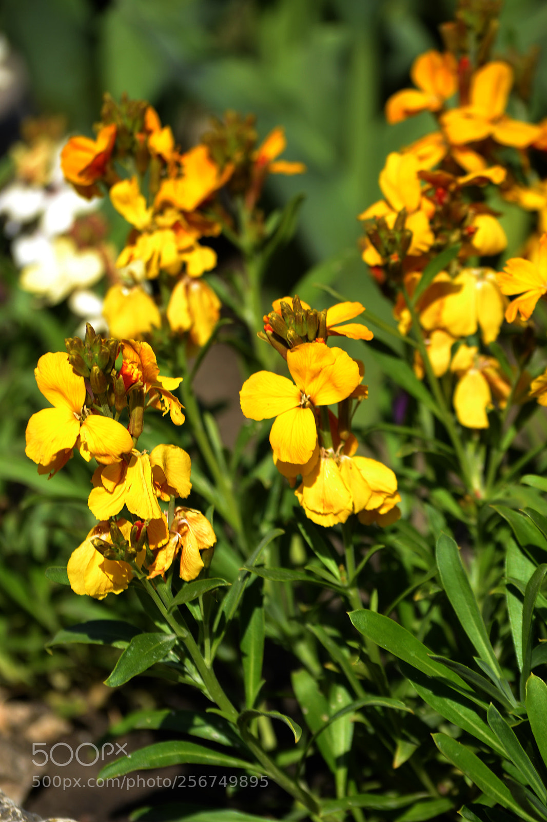 Nikon D3100 sample photo. Erysimum cheiri photography