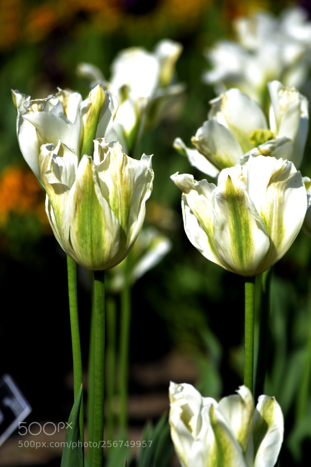 Nikon D3100 sample photo. Tulipa 'spring green' photography