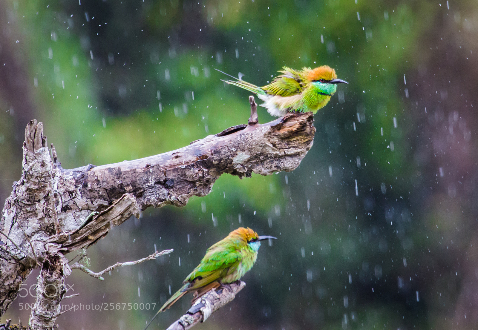 Canon EOS 70D sample photo. Showring under the rain photography