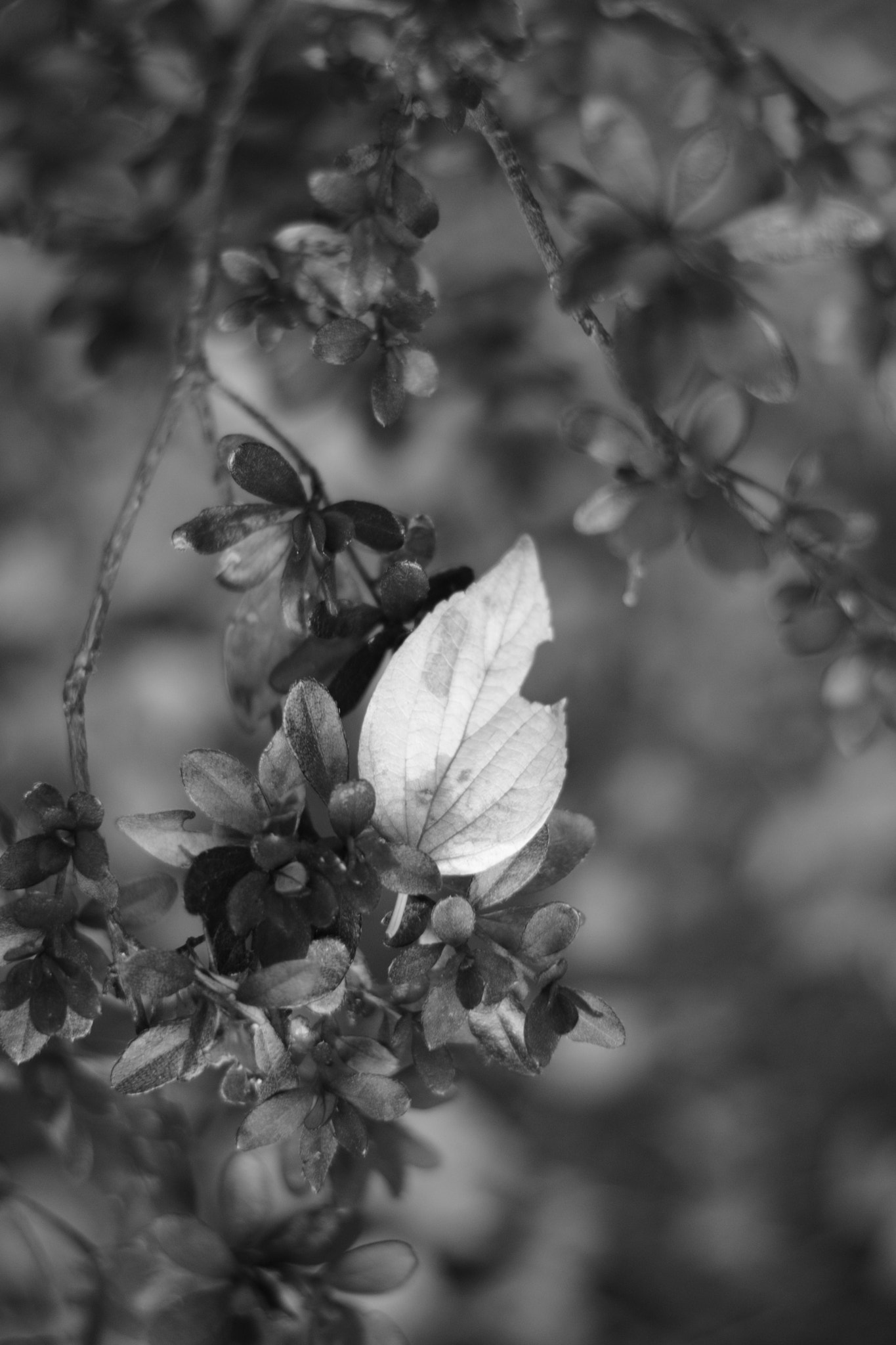 Nikon AF-S Nikkor 50mm F1.8G sample photo. Tiny leaves photography