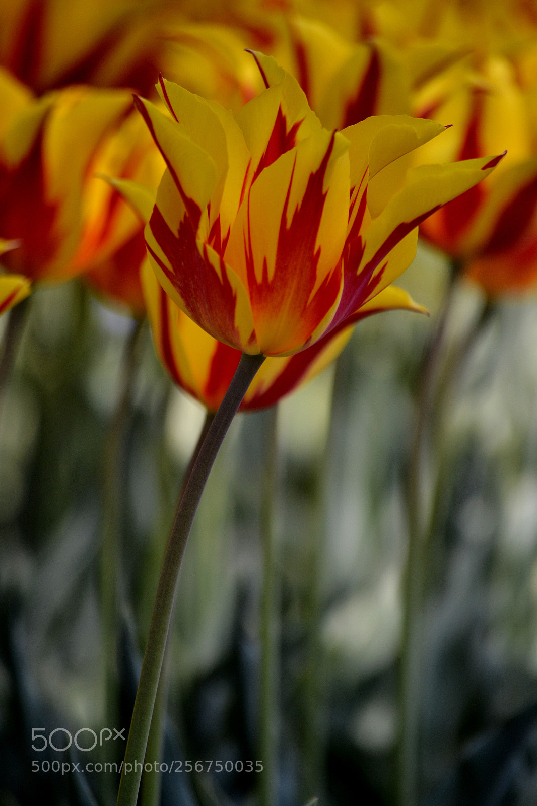 Nikon D3100 sample photo. Tulipa x photography