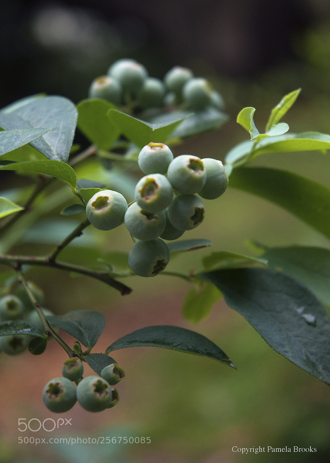 Nikon D90 sample photo. Berries blue photography