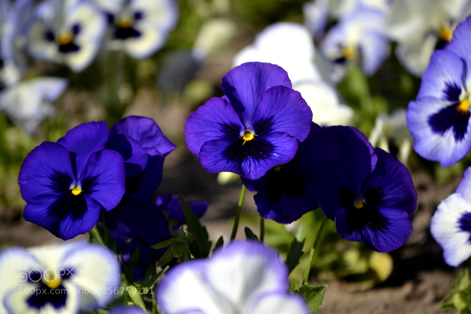 Nikon D3100 sample photo. Viola x wittrockiana photography