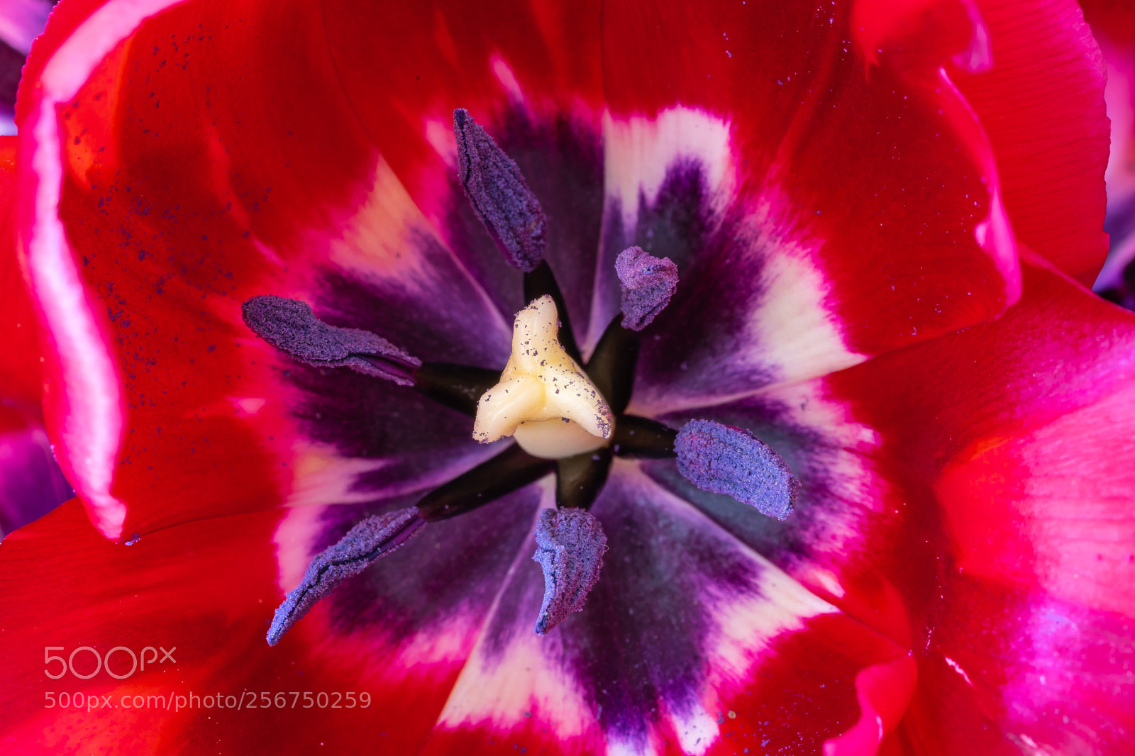 Sony a7 II sample photo. Tulip photography