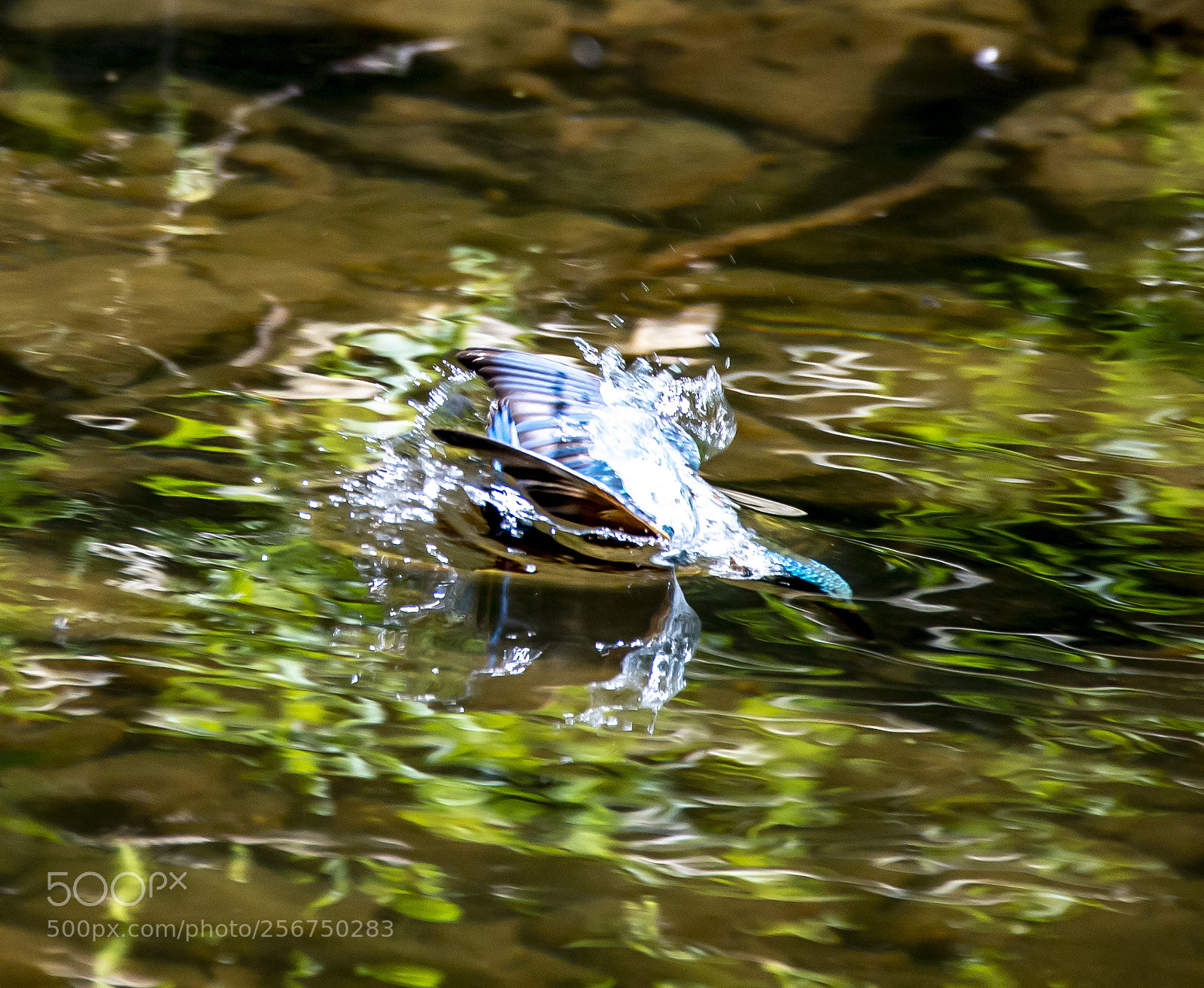 Nikon D4 sample photo. Kingfisher - splash photography