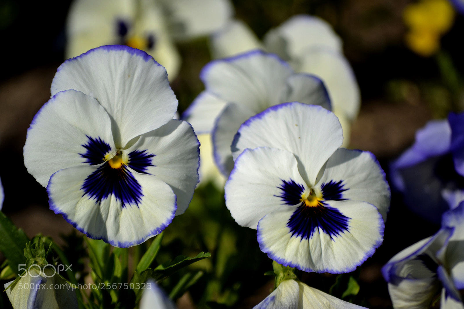 Nikon D3100 sample photo. Viola x 3 photography