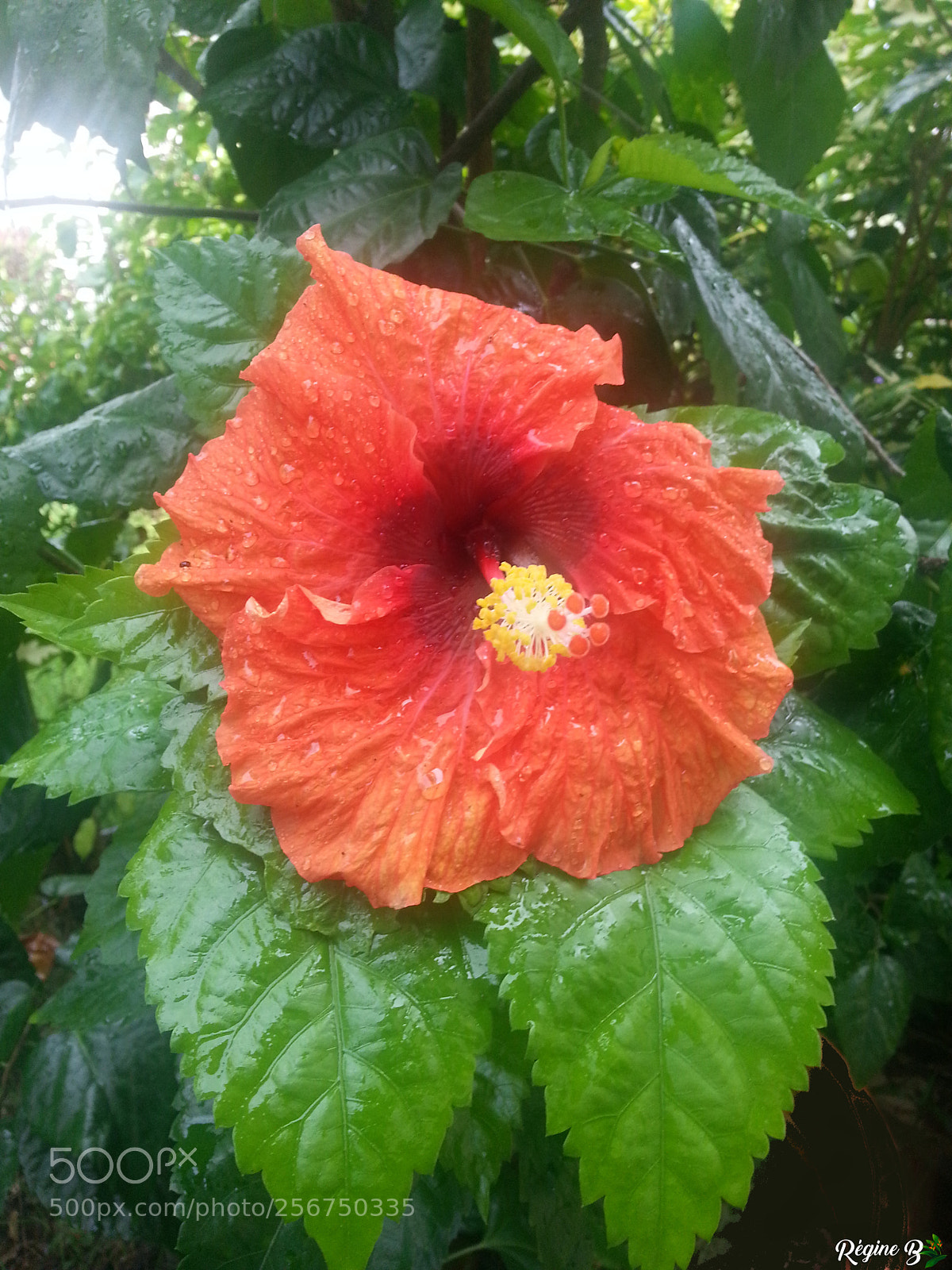 Samsung Galaxy S3 sample photo. Hibiscus apr s la photography