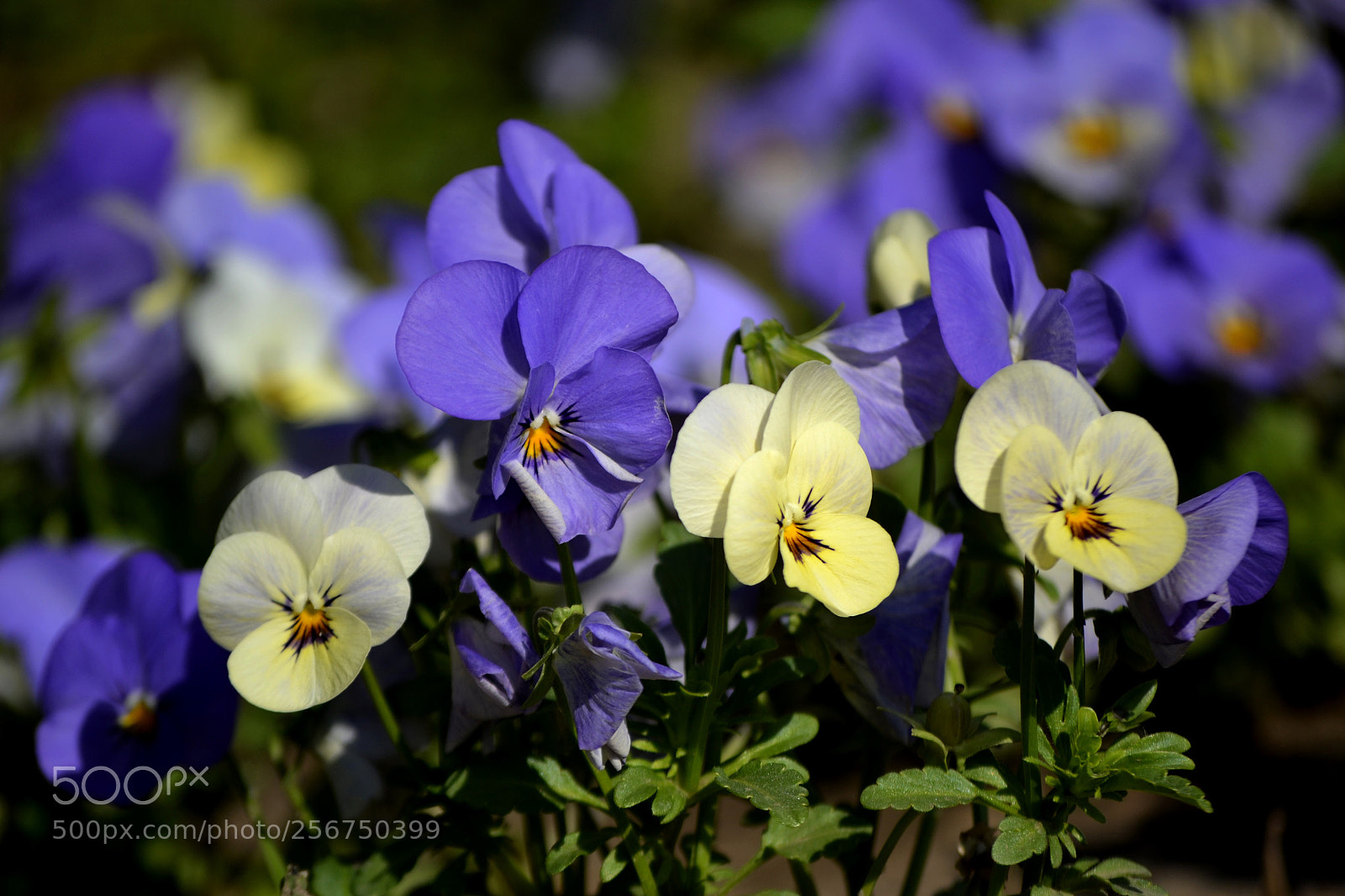 Nikon D3100 sample photo. Viola cornuta 'azure down' photography
