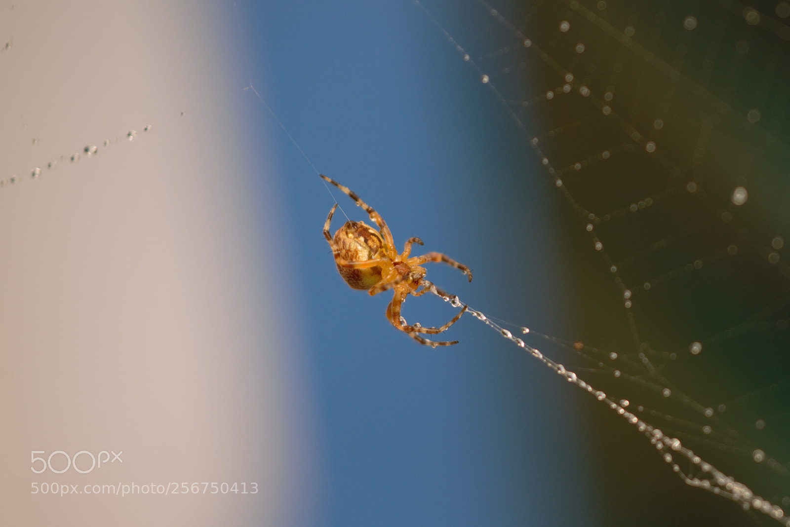 Nikon D800 sample photo. N photography