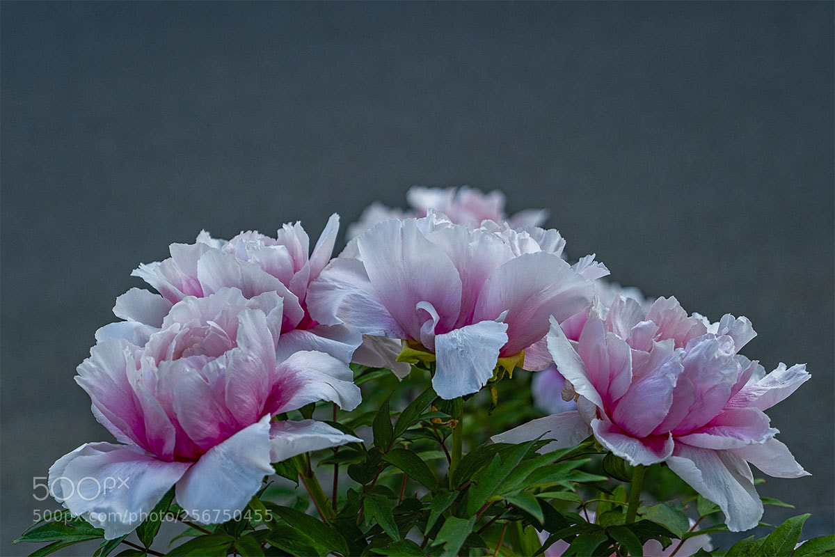Sony a7R II sample photo. Blüten 060518-006 photography