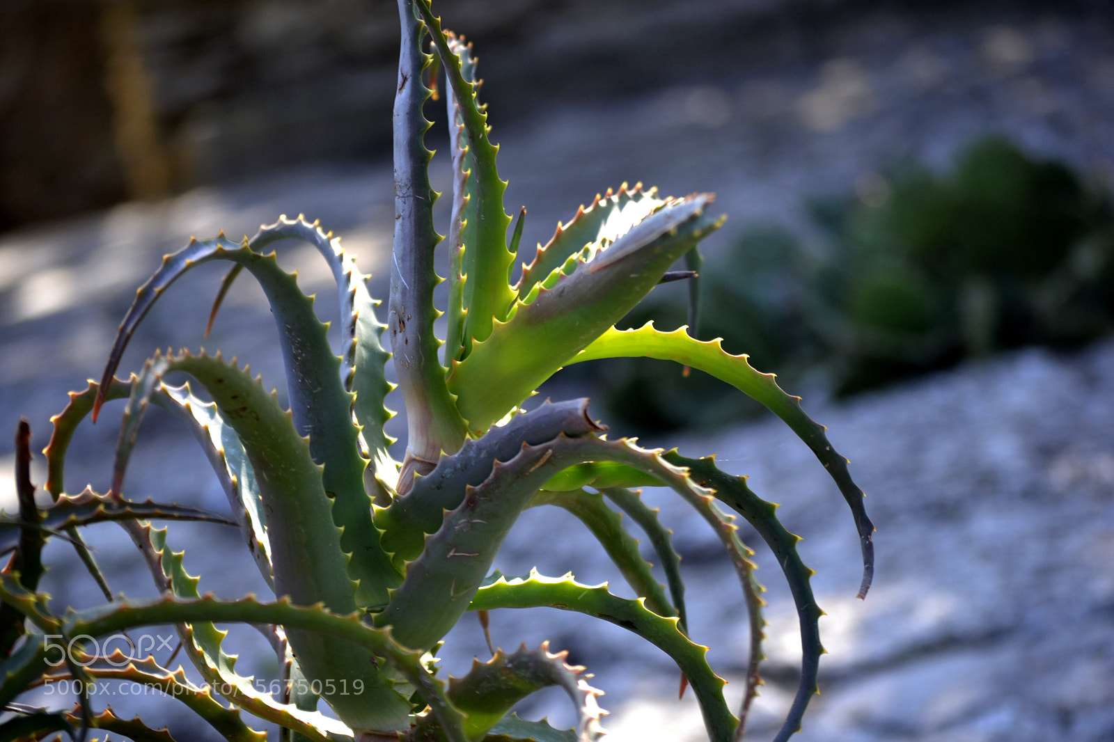 Nikon D3100 sample photo. Aloe vera photography