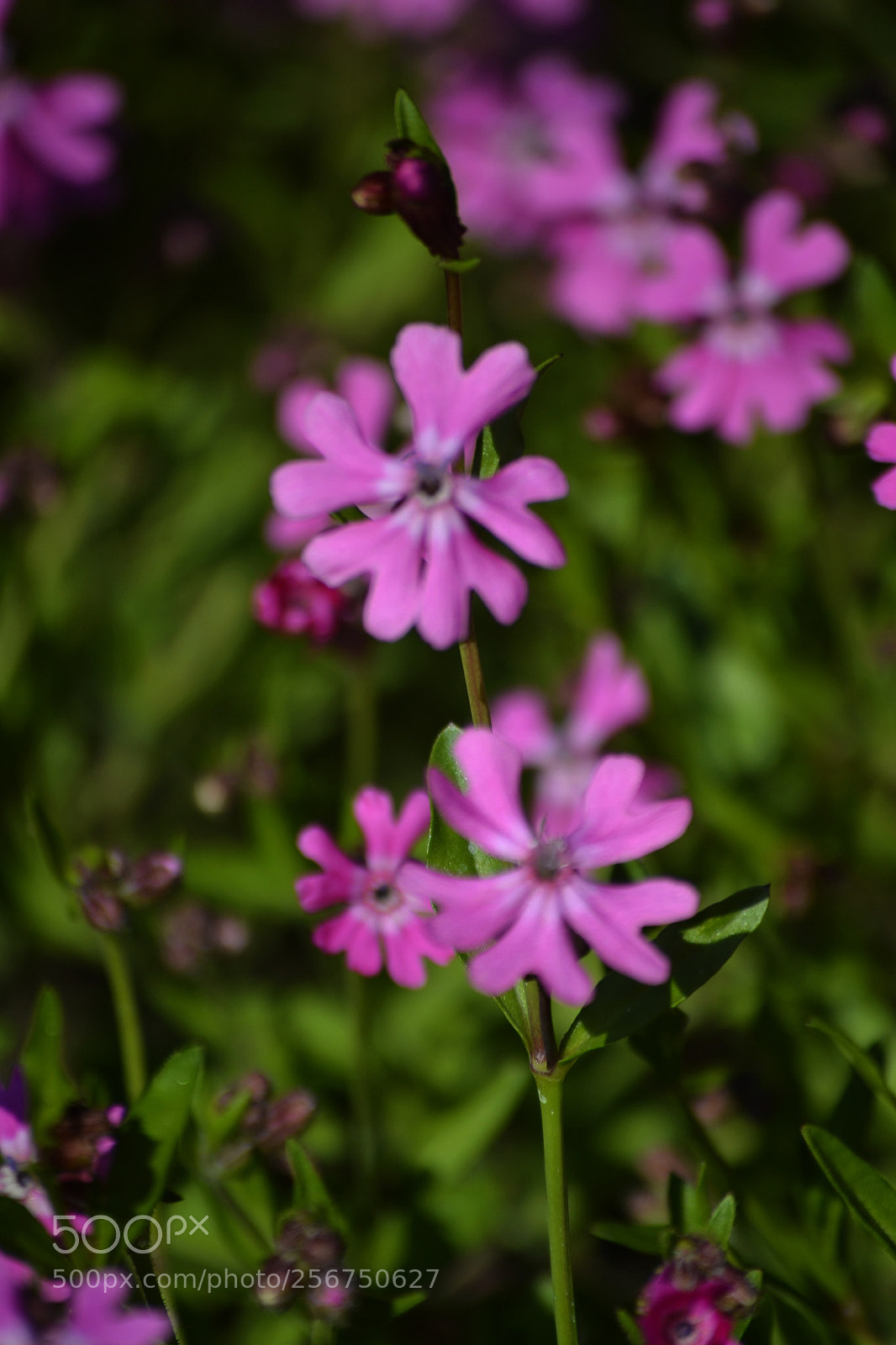 Nikon D3100 sample photo. Silene pendula photography