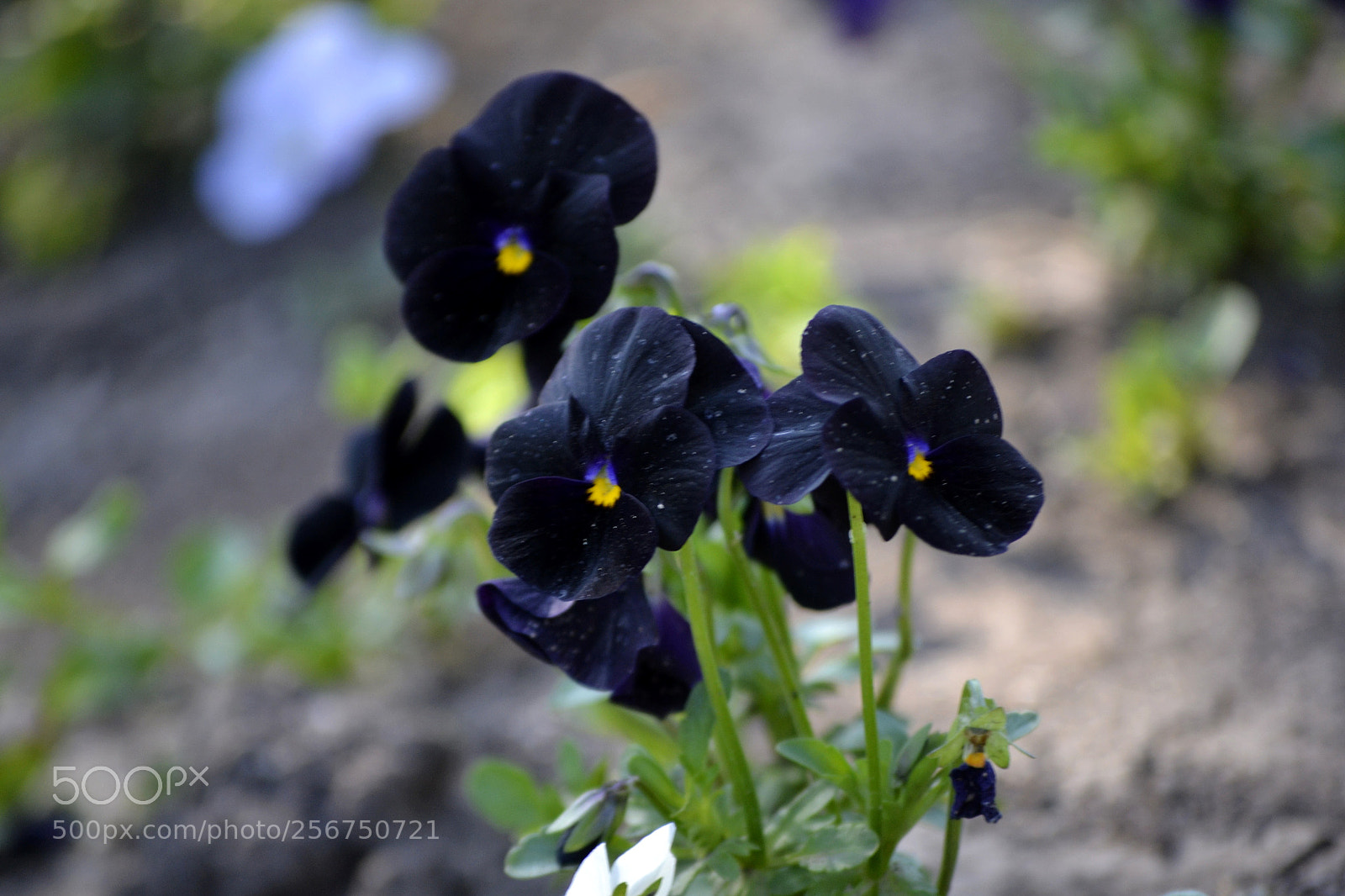 Nikon D3100 sample photo. Viola cornuta 'black delight' photography