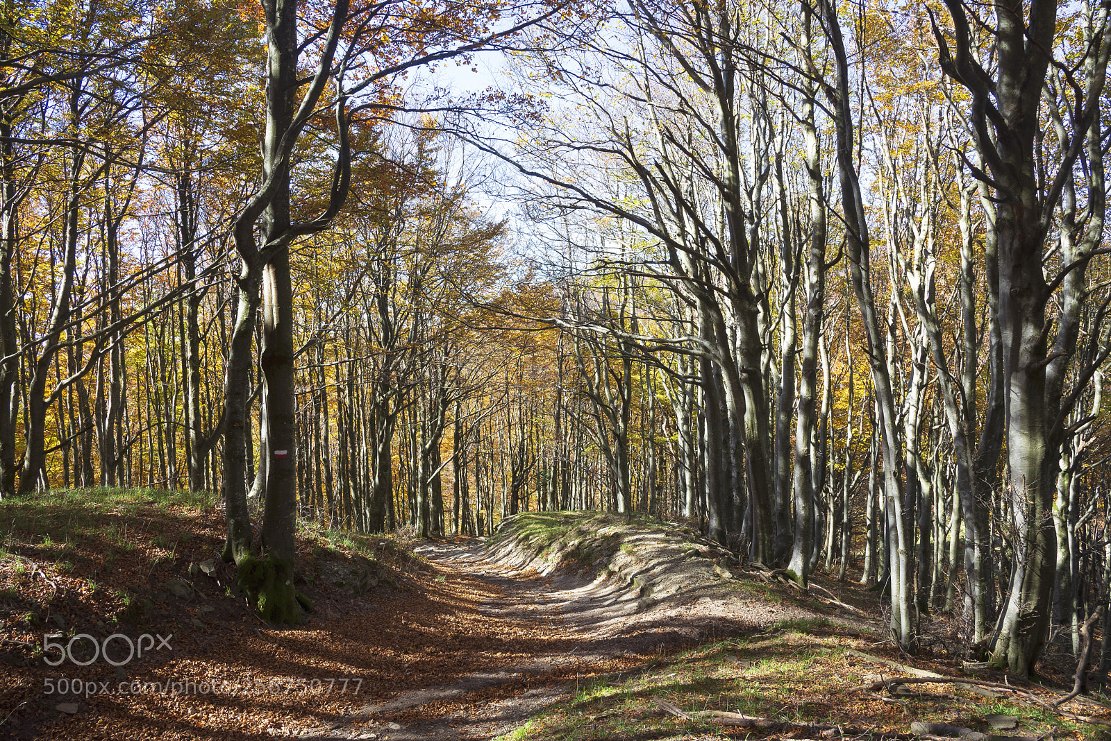 Nikon D600 sample photo. In to the forest photography