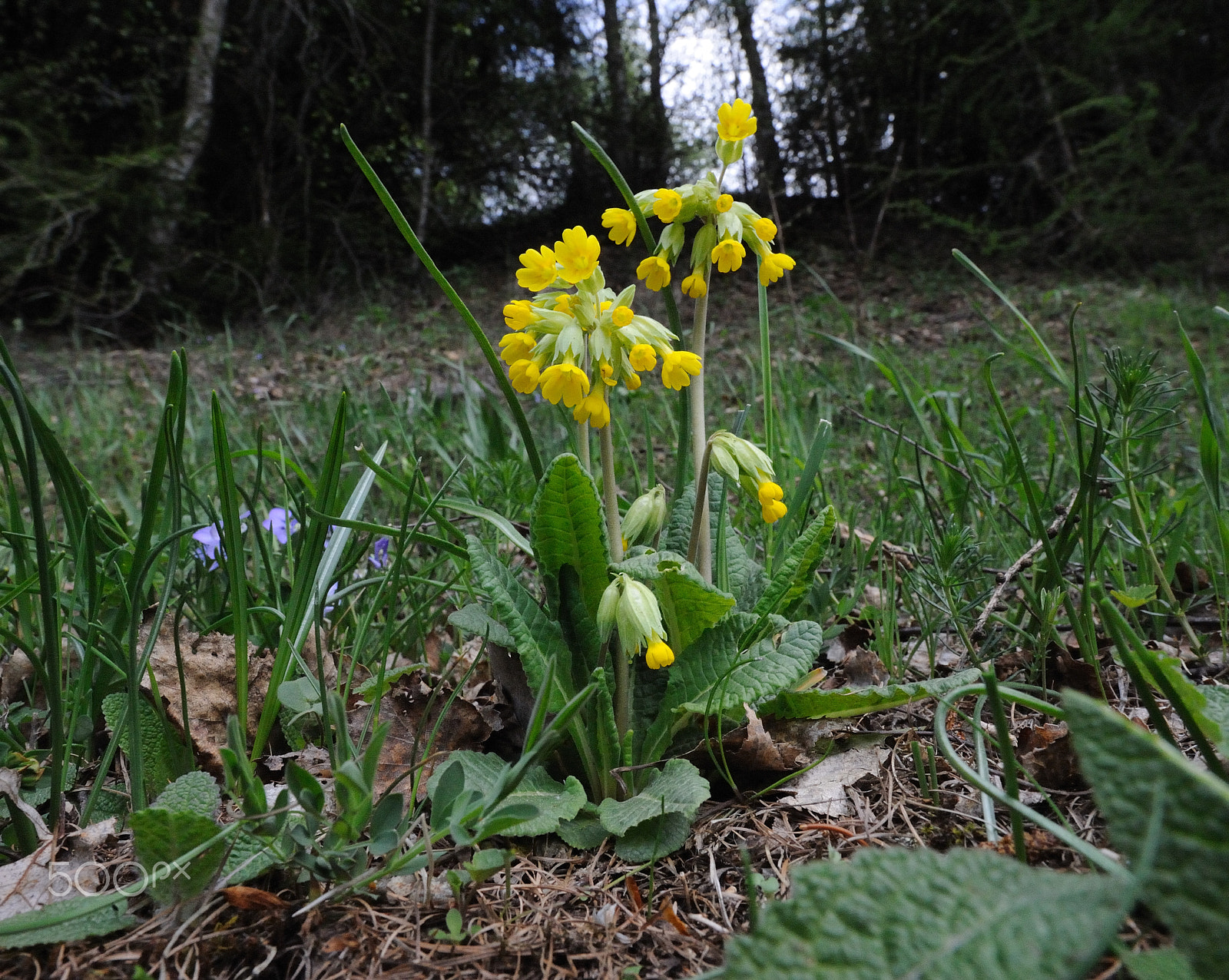 Nikon D3 + Nikon AF-S Nikkor 14-24mm F2.8G ED sample photo. Primula veris photography