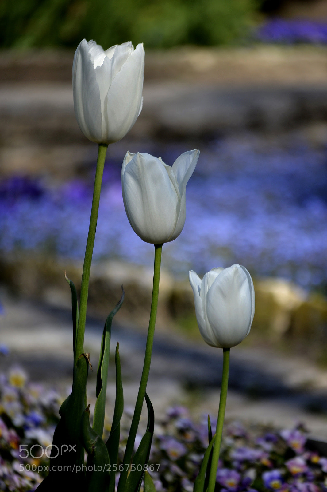 Nikon D3100 sample photo. Tulipa x 4 photography