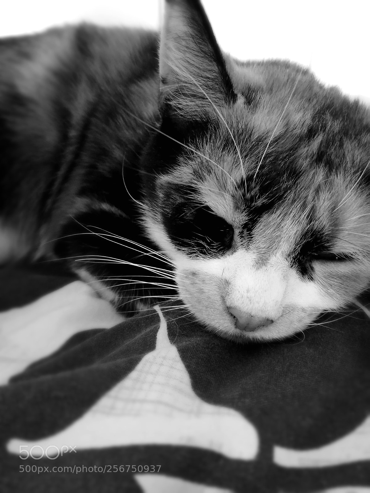HUAWEI P20 lite sample photo. Making a little nap...✨ photography