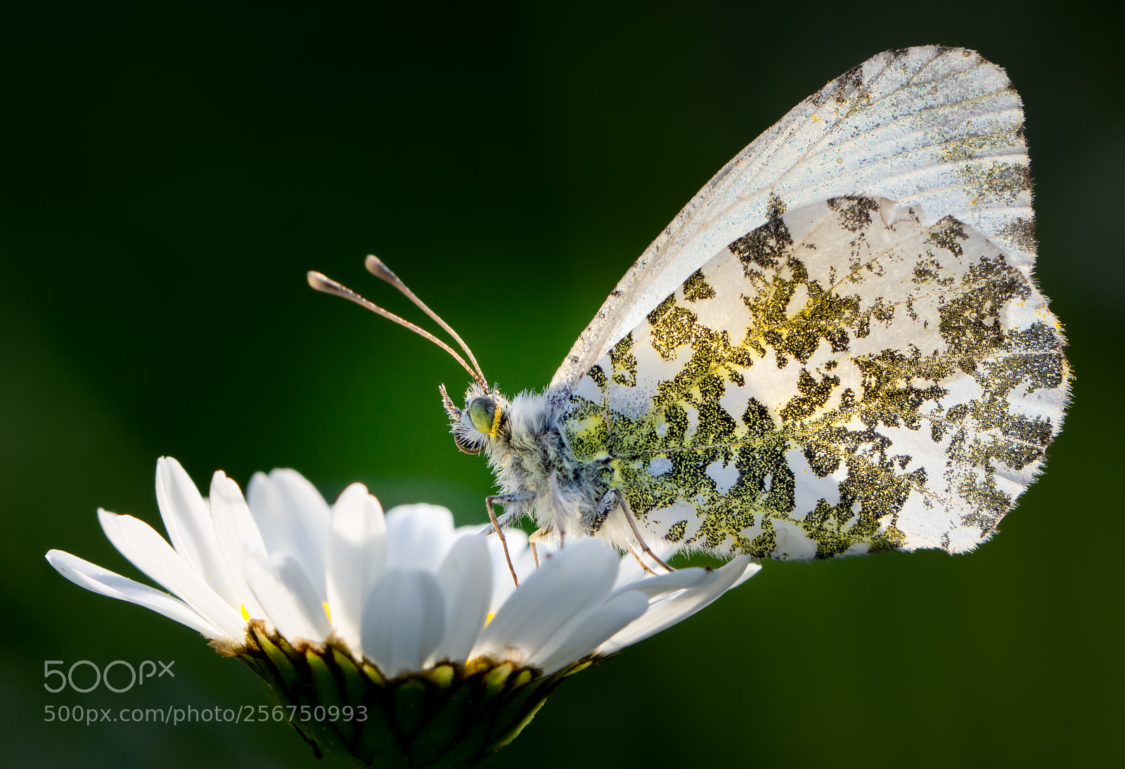 Nikon D7200 sample photo. Butterfly photography
