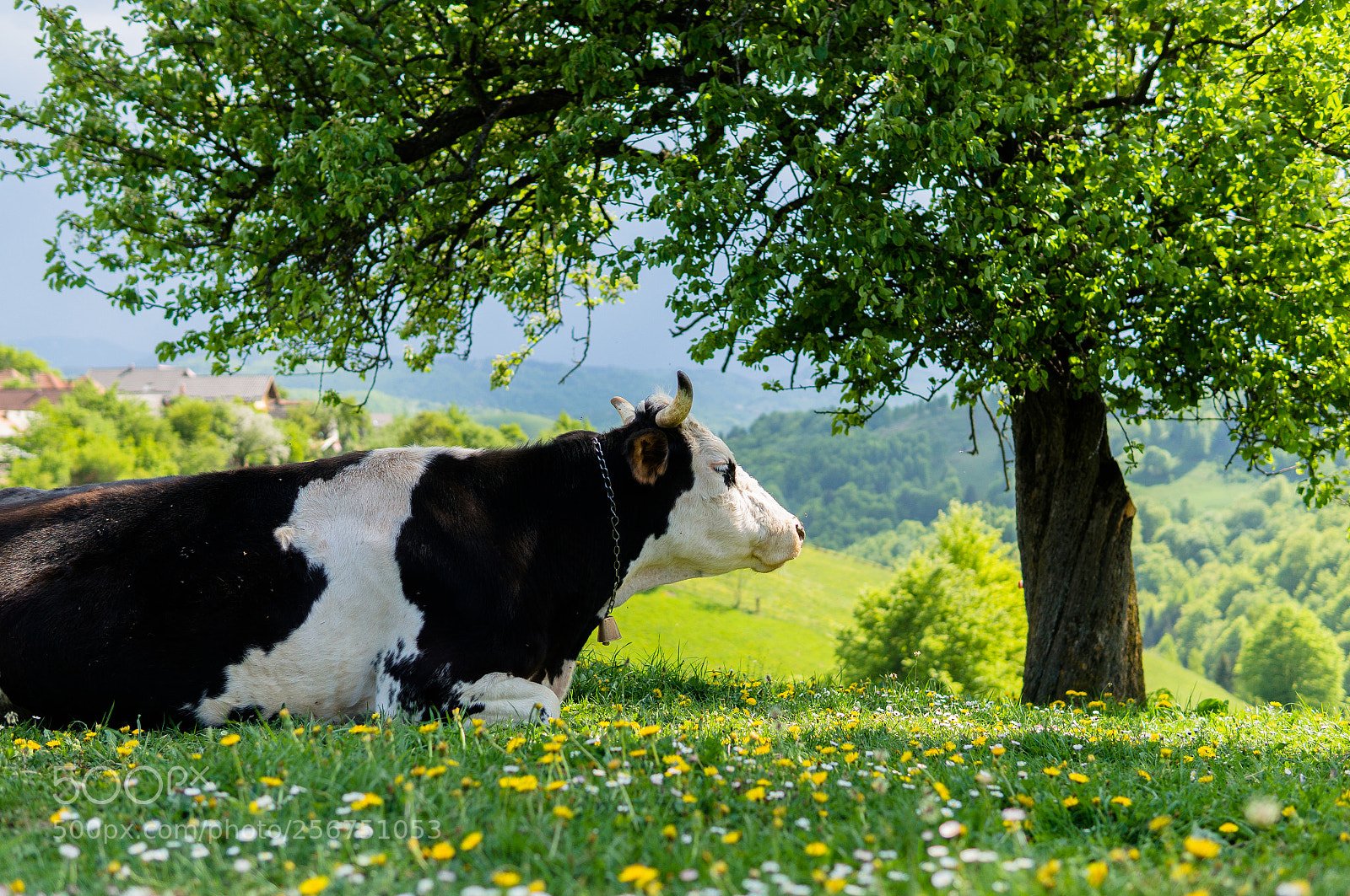 Sony Alpha NEX-6 sample photo. Mooo photography